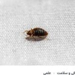 سمپاشی حشرات باگارانتی