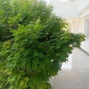 رهن و اجاره دوخوابه 85متری