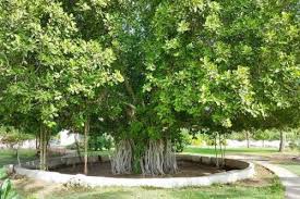 کترینگ درخت سبز